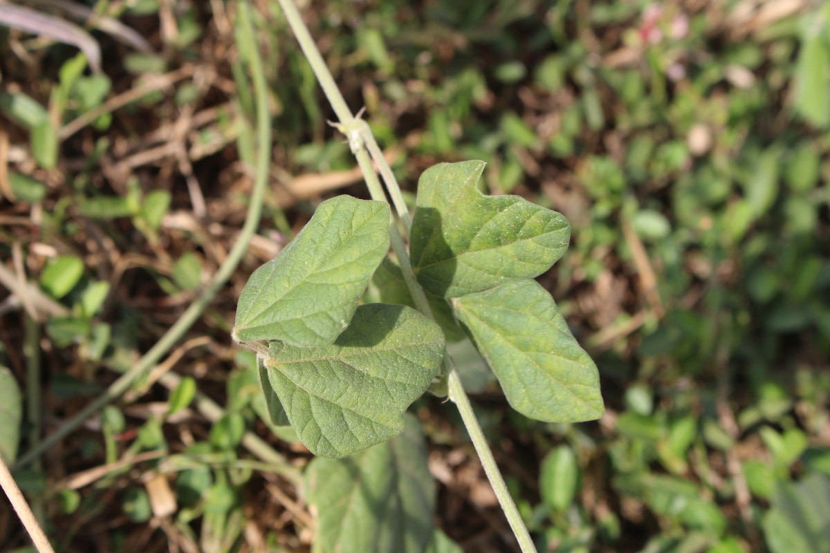 Macroptilium atropurpureum (DC.) Urb.